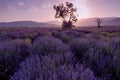 Lavender fields. Beautiful image of lavender field. Summer sunset landscape, contrasting colors. Dark clouds, dramatic sunset. Royalty Free Stock Photo