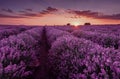 Lavender fields. Beautiful image of lavender field. Summer sunset landscape, contrasting colors. Royalty Free Stock Photo