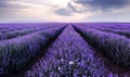 Lavender fields. Beautiful image of lavender field. Royalty Free Stock Photo