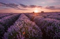 Lavender fields. Beautiful image of lavender field. Summer sunset landscape, contrasting colors. Dark clouds, dramatic sunset. Royalty Free Stock Photo