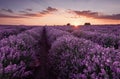 Lavender fields. Beautiful image of lavender field. Summer sunset landscape, contrasting colors. Dark clouds, dramatic sunset. Royalty Free Stock Photo