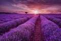 Lavender fields. Beautiful image of lavender field. Summer sunset landscape, contrasting colors. Royalty Free Stock Photo