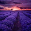 Lavender fields. Beautiful image of lavender field. Summer sunset landscape, contrasting colors. Royalty Free Stock Photo