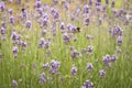 Lavender fields with bees Royalty Free Stock Photo