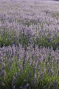 Lavender fields blooming