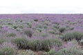 Lavender fields in Bulgaria Royalty Free Stock Photo