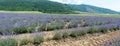 Lavender fields in Bulgaria before collecting flowers