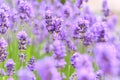 Lavender fields in close up detail, wild purple lavender flowers growing outside Royalty Free Stock Photo