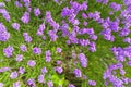 Lavender fields in close up detail, wild purple lavender flowers growing outside Royalty Free Stock Photo