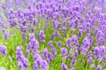 Lavender fields in close up detail, wild purple lavender flowers growing outside Royalty Free Stock Photo