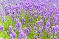 Lavender fields in close up detail, wild purple lavender flowers growing outside