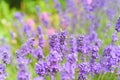 Lavender fields in close up detail, wild purple lavender flowers growing outside