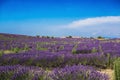 Lavender fields and factories near the village of Valensole, Provence, France. Royalty Free Stock Photo