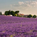 Lavender fields and farm in Provence Royalty Free Stock Photo