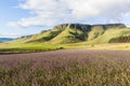 Lavender Fields Farming Mountains
