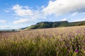 Lavender Fields Farming Mountains