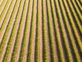 Lavender fields after harvest: aerial view Royalty Free Stock Photo