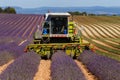 Lavender fields harvesting in valensole provence france landscape