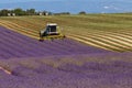 Lavender fields harvesting in valensole provence france landscape