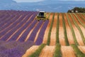 Lavender fields harvesting in valensole provence france landscape Royalty Free Stock Photo