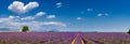 Lavender fields in the heart of Valensole, Southern France Royalty Free Stock Photo