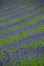 Lavender fields hills and European gardens