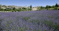 Lavender fields hilltown rural provence france Royalty Free Stock Photo