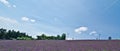 Lavender fields, Hokkaido, Japan Royalty Free Stock Photo