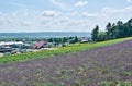 Lavender fields, Hokkaido, Japan Royalty Free Stock Photo
