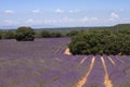 Lavender fields in La Alcarria, Spain