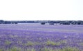 Lavender fields in La Alcarria, Spain