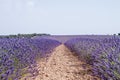 Lavender fields landscape in La Alcarria