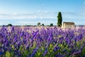 Lavender fields landscape at sunrise in Provence, France