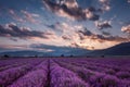 Lavender fields. Magnificent image of lavender field. Summer sunset landscape, contrasting colors. Dark clouds, dramatic sunset Royalty Free Stock Photo