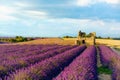 Lavender fields near plateau Valensole in Provence, France. Stunning view with a beautiful lavender field at sunset. Royalty Free Stock Photo