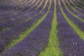 Lavender fields near Sault, France Royalty Free Stock Photo