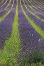 Lavender fields near Sault, France Royalty Free Stock Photo