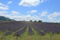 Lavender fields near Sault, France Royalty Free Stock Photo