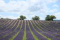 Lavender fields near Sault, France Royalty Free Stock Photo