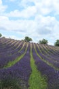 Lavender fields near Sault, France Royalty Free Stock Photo