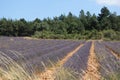 Lavender fields near Sault, Provence