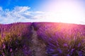 Lavender fields near Valensole, Provence, France Royalty Free Stock Photo