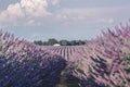 Lavender fields near Valensole in Provence, France. Landscape purple bushes of lavender on a background of mountains and sky.