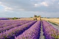 Lavender fields near Valensole in Provence, France on sunset Royalty Free Stock Photo