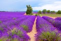 Lavender fields near Valensole in Provence, France on sunset Royalty Free Stock Photo