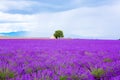 Lavender fields near Valensole in Provence, France on sunset Royalty Free Stock Photo