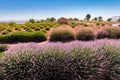 Lavender fields and other agricultural crops