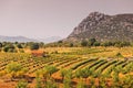 Lavender fields and other agricultural crops from the farm owners houses.