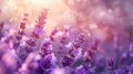 Lavender Fields: Panoramic Banner with Essential Oil Royalty Free Stock Photo