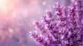 Lavender Fields: Panoramic Banner with Essential Oil Royalty Free Stock Photo